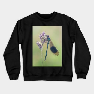 Banded Demoiselle on a Grass Stalk Crewneck Sweatshirt